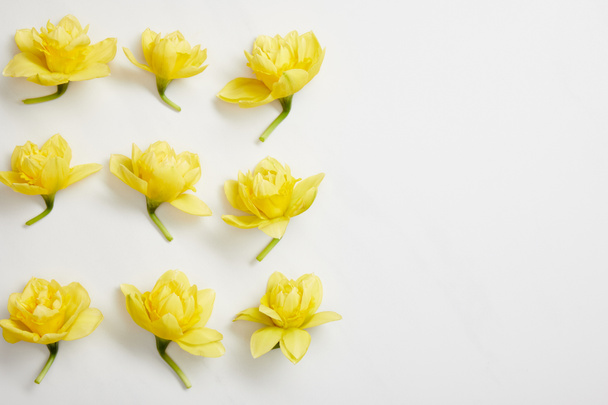 flat lay of yellow narcissus flowers on white  - Foto, imagen