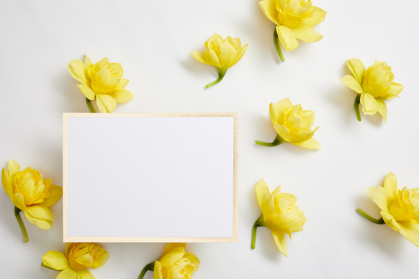 top view of yellow narcissus flowers and white empty card on white background  - Fotó, kép
