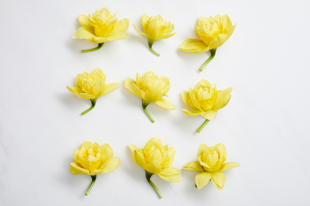 плоска лежала з жовтих квітів нарцисів, розташованих у квадраті на білому
  - Фото, зображення