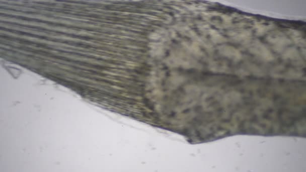 A mikroszkópikus világban. Mikroszkóp alatt kis halak. - Felvétel, videó