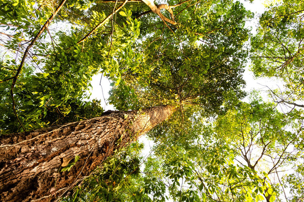 муравейник вид на дерево Ресак Тембага в джунглях background.forest и экологическая концепция
 - Фото, изображение