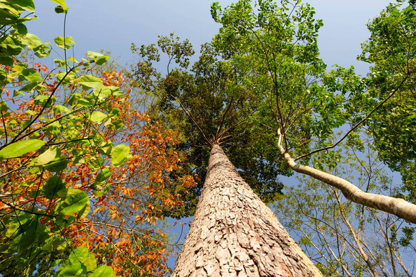 ant eye view of Resak Tembaga tree in jungle background.forest and environment concept - Photo, Image