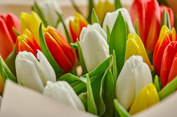 um monte de tulipas brancas, vermelhas e amarelas
 - Foto, Imagem