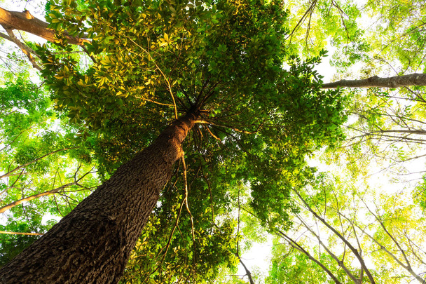 karınca bakışı orman background.forest ve çevre kavramı Resak Tembaga ağacı - Fotoğraf, Görsel