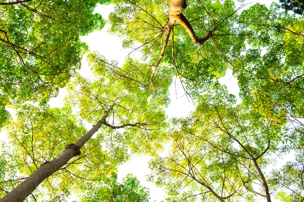 visão de olho de formiga da árvore Resak Tembaga no conceito de selva background.forest e ambiente
 - Foto, Imagem