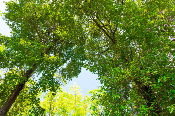 vue de fourmi de l'arbre Resak Tembaga dans la jungle background.forest et concept de l'environnement
 - Photo, image