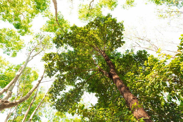 vista de la hormiga del árbol Resak Tembaga en la selva background.forest y concepto de medio ambiente
 - Foto, imagen