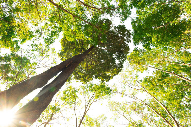 vista de la hormiga del árbol Resak Tembaga en la selva background.forest y concepto de medio ambiente
 - Foto, Imagen