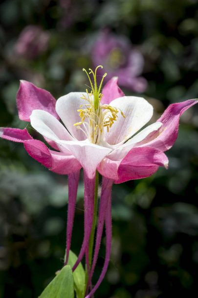 Rózsaszín és fehér columbine virág - Fotó, kép