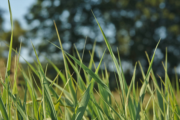 ciepły lato zielony łąka - Zdjęcie, obraz