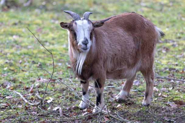 Brown cameroon dwarf goat standing on the sand - Photo, Image