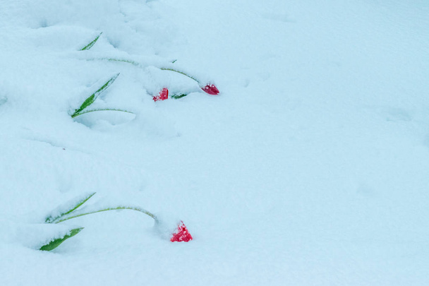 Una calamidad natural de nieve durante la floración de los árboles y las flores
 - Foto, Imagen