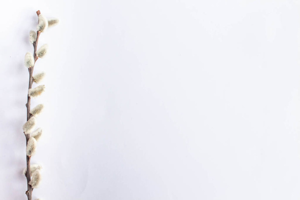 Ива на белом фоне для Вербного воскресенья. Виллоу Кеткинс на белом фоне, космическая пасха, ивовые ветки
 - Фото, изображение
