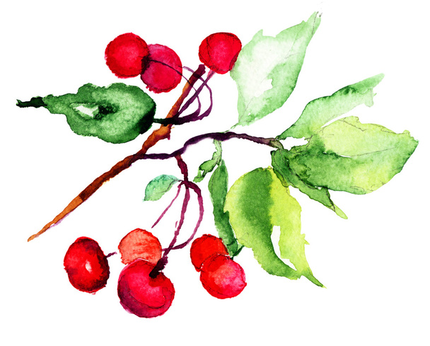 Watercolor illustration of cherry - Foto, imagen