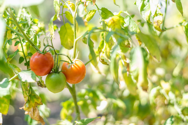 Organic growing, ripe tomatoes in a rural garden - Фото, изображение