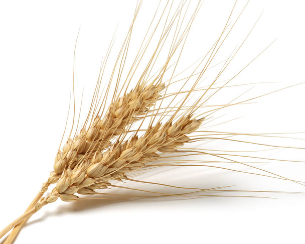 пучок пшеничних вух ізольовано на білому
 - Фото, зображення