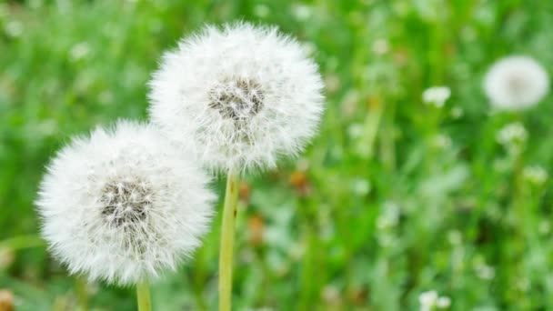 Closeup of dandelion on natural background - Footage, Video