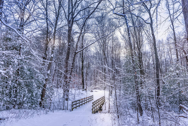 Wooden walking bridge in a frozen forest covered in snow during  - Photo, Image