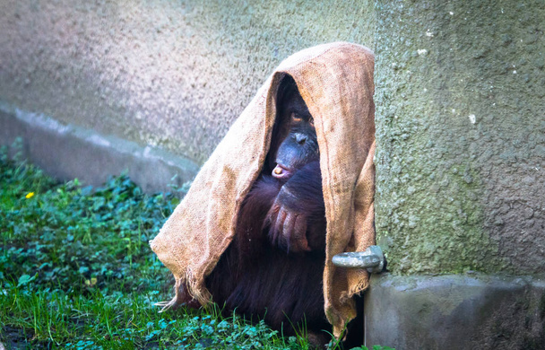 Dziecko orangutan sumatrzański - Zdjęcie, obraz