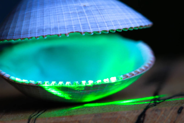 Un laser verde illumina un guscio aperto di vongole
. - Foto, immagini