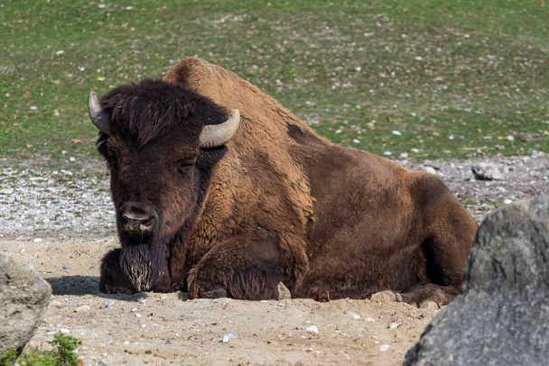 Búfalo americano conocido como bisonte, Bos bisonte en el zoológico
 - Foto, imagen