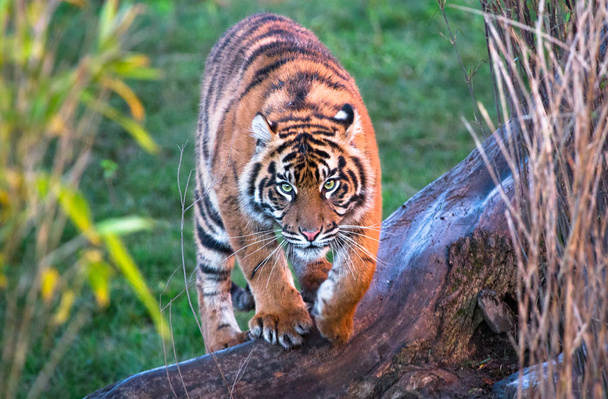 Tigre-de-sumatra
 - Foto, Imagem