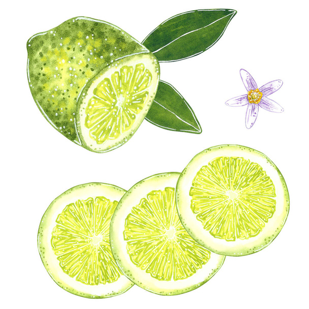 Lemon with leaves illustration for jam, juice, summer menu, mojito recipe. Hand drawn watercolor illustration, cartoon style, isolated on white. - Valokuva, kuva