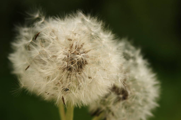 Hava çiçek. Karahindiba beyaz. Hassasiyet çiçek - Fotoğraf, Görsel