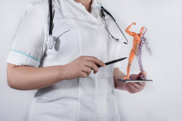 Женщина-врач держит человеческую анатомическую модель, указывающую на ее части тела. Медицинская и научная концепции
. - Фото, изображение
