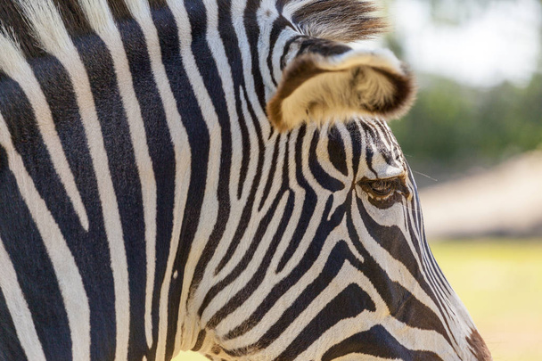 Zebras em pastagens em um dos parques nacionais do Quênia e na fronteira da Tanzânia África
 - Foto, Imagem