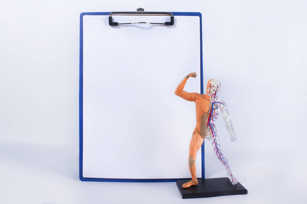 Modelo anatómico humano y forma en blanco en la tableta
. - Foto, Imagen