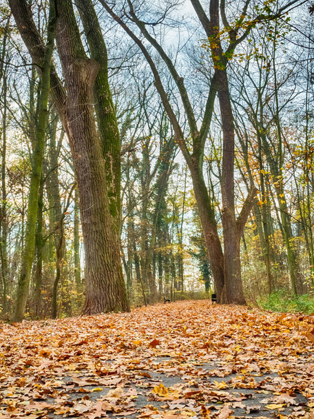 Autumn in the park - Foto, imagen