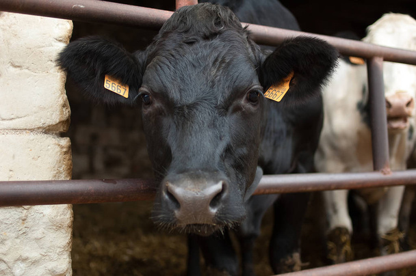 Cara de vaca com nariz molhado olhando para a câmera com interesse, conceito de eco agricultura
 - Foto, Imagem