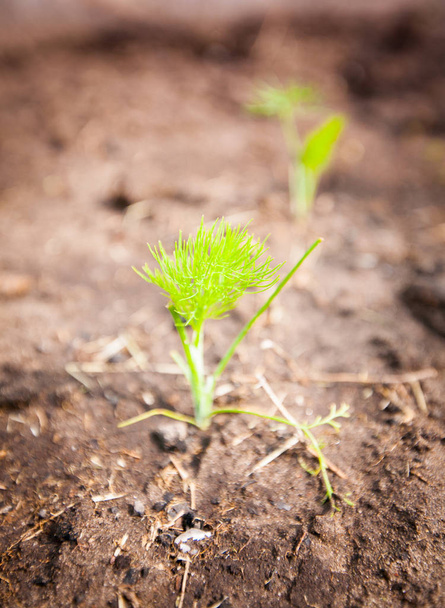 Green sprout growing from seed - Photo, Image