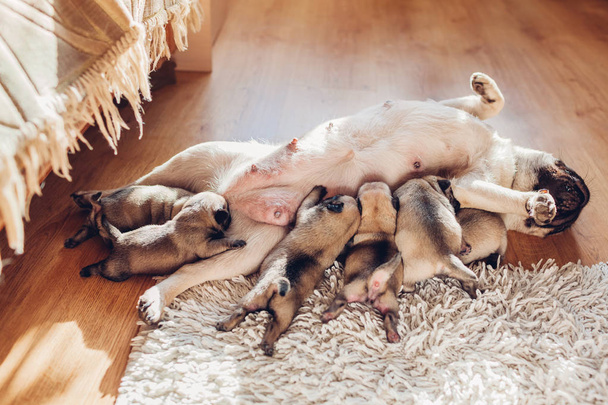 Pug dog feeding six puppies at home. Dog lying on carpet with kids - Photo, Image