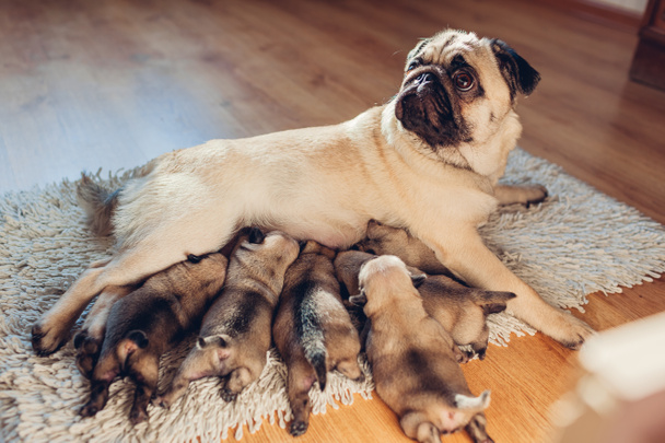 Pug dog alimentando a seis cachorros en casa. Perro acostado en la alfombra con niños
 - Foto, imagen