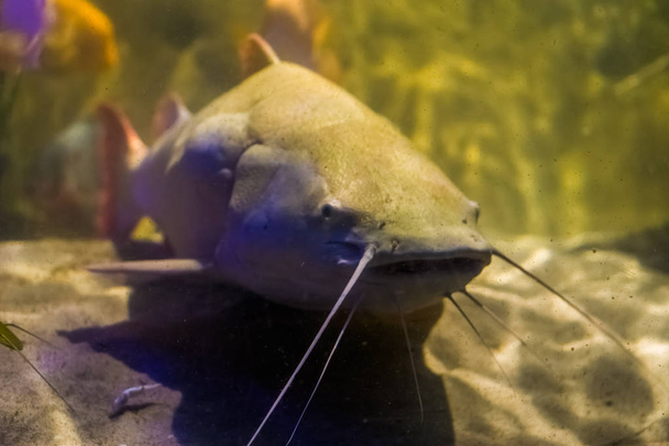 closeup of a white colored red tail catfish, big tropical fish from the amazon basin of America - Photo, Image