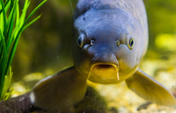 grappig europees karper gezicht in close-up, populaire vis uit de wateren van Eurazië - Foto, afbeelding