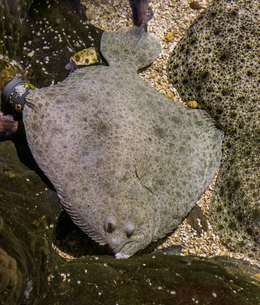 Nagy rombuszhal fekve néhány más nagy rombuszhal, népszerű lepényhal, közel veszélyeztetett állatfaj - Fotó, kép