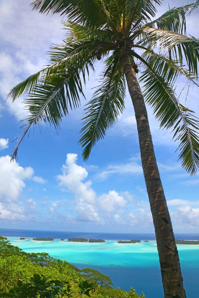 Palmera tropical con una hermosa cadena de islas y paisaje impresionante en el fondo, Bora Bora, Polinesia Francesa
. - Foto, Imagen