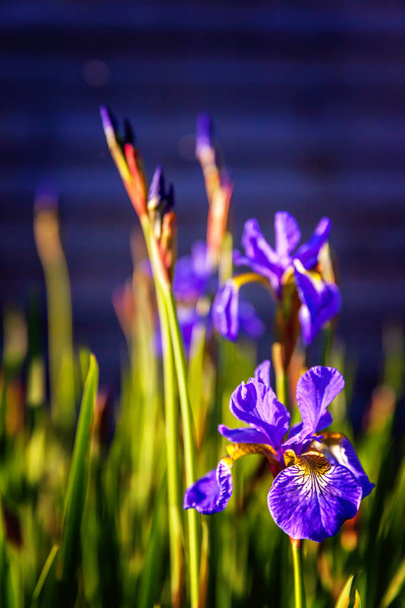 Lit de fleurs avec iris violets et fond bokeh flou
 - Photo, image