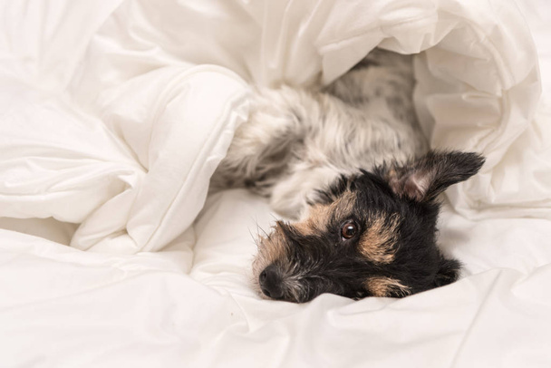 Cute small dog sleeping in bed with white bedding - jack russell - Photo, Image