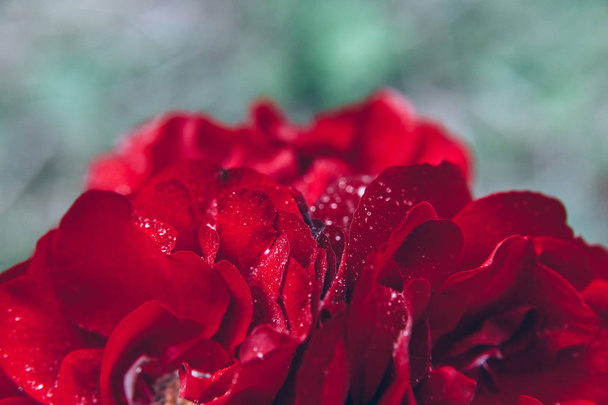 Kaunis punainen ruusu kukkia tippaa sateen jälkeen kesäaikaan. Inspiroiva luonnollinen kukka kevät kukkiva puutarha tai puisto
 - Valokuva, kuva