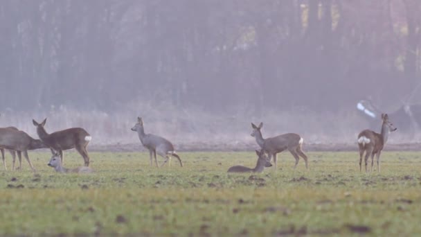 Mooie Roe Deers, Europese natuur in warm, lente licht. - Video