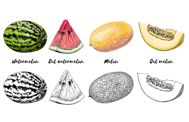 Set disegnato a mano di melone e anguria di colore, isolato su sfondo bianco. Disegno dettagliato, per poster, decorazione e stampa. Illustrazione vettoriale
 - Vettoriali, immagini