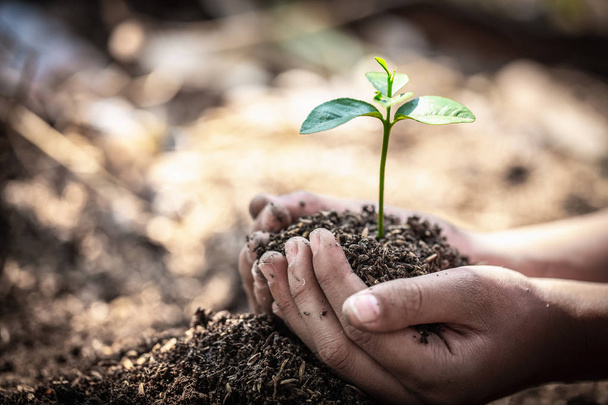Gyermek kezét, gazdaság, és gondoskodó egy fiatal zöld növény, a magról nevelt növények ar - Fotó, kép