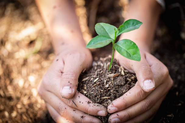 Hand protects seedlings that are growing, Environment Earth Day  - 写真・画像