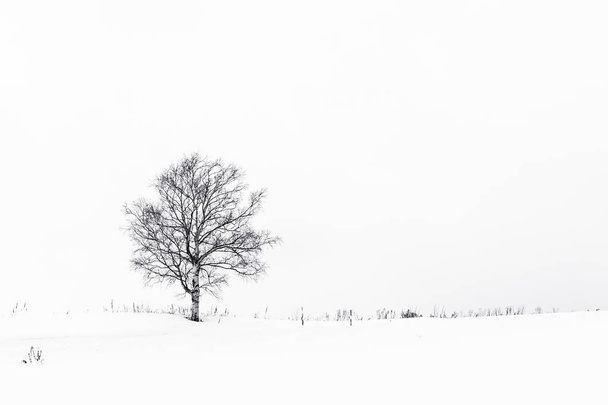 Bela paisagem ao ar livre com árvore solitária na temporada de inverno de neve - Foto, Imagem