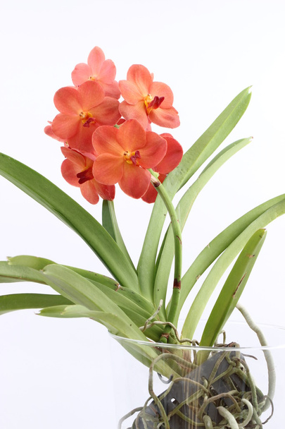 Ruskea orkidea, trooppinen kukka
 - Valokuva, kuva