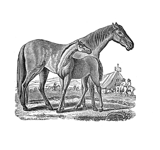 Illustration de cheval. Image rétro et ancienne
 - Photo, image